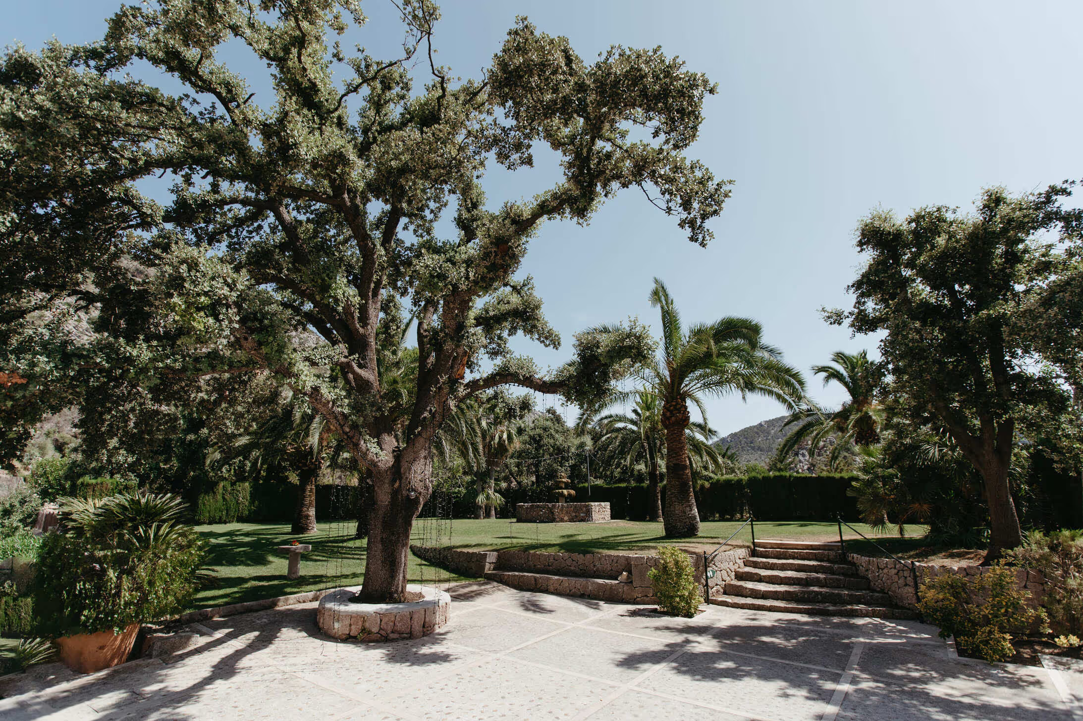 Olive grove and limestone path